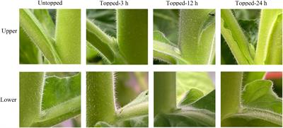 Comprehensive Analysis of Long Non-coding RNA Modulates Axillary Bud Development in Tobacco (Nicotiana tabacum L.)